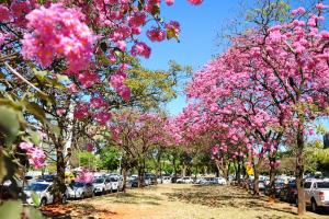 Divulgado estudo inédito com Índice de Sustentabilidade Ambiental Urbana das regiões do DF