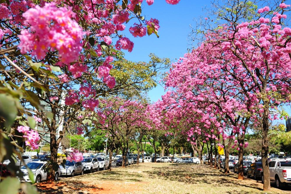 Capa da notícia: Divulgado estudo inédito com Índice de Sustentabilidade Ambiental Urbana das regiões do DF